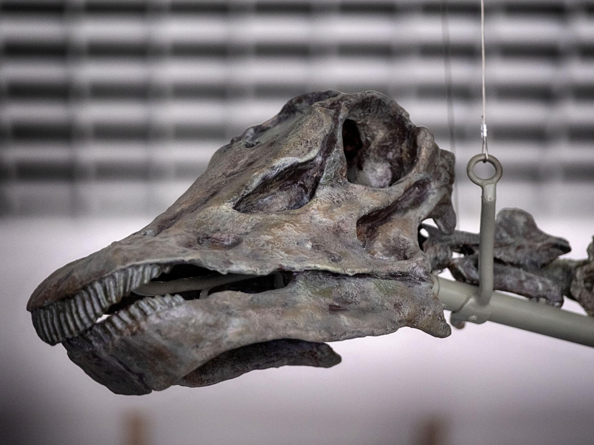 Dinozauri nebrēca, viņi dziedāja: atklāta pirmā fosilā balsene, kas liecina par putnu vokālo izpausmi