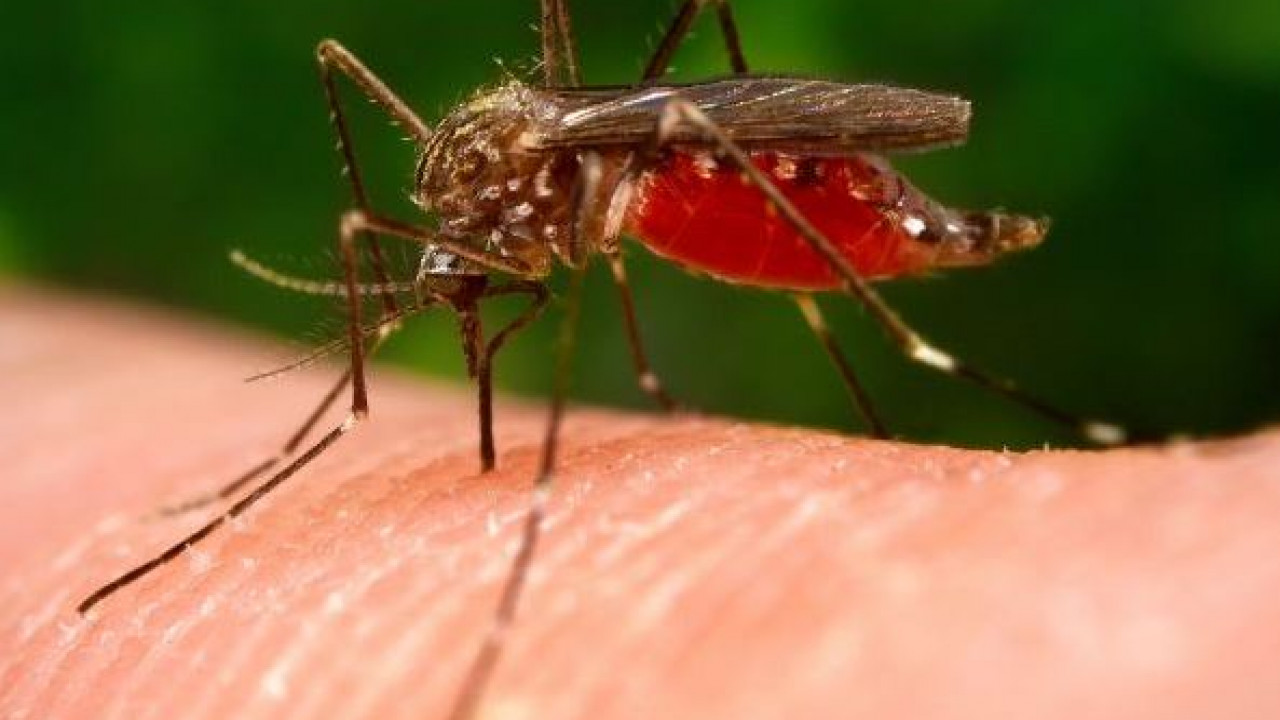 Seši vienkārši veidi, kā izvairīties no odiem mājās, terasē vai dārzā, izņemot insekticīdu izsmidzināšanu