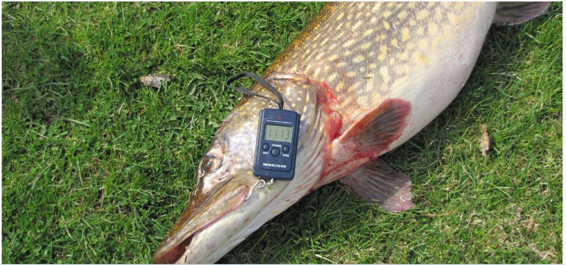 12 gadus vecs zvejnieks noķēra 5 kilogramu smagu līdaku, un tas, ko viņš atrada tās iekšienē, nav skats vājiem nerviem.