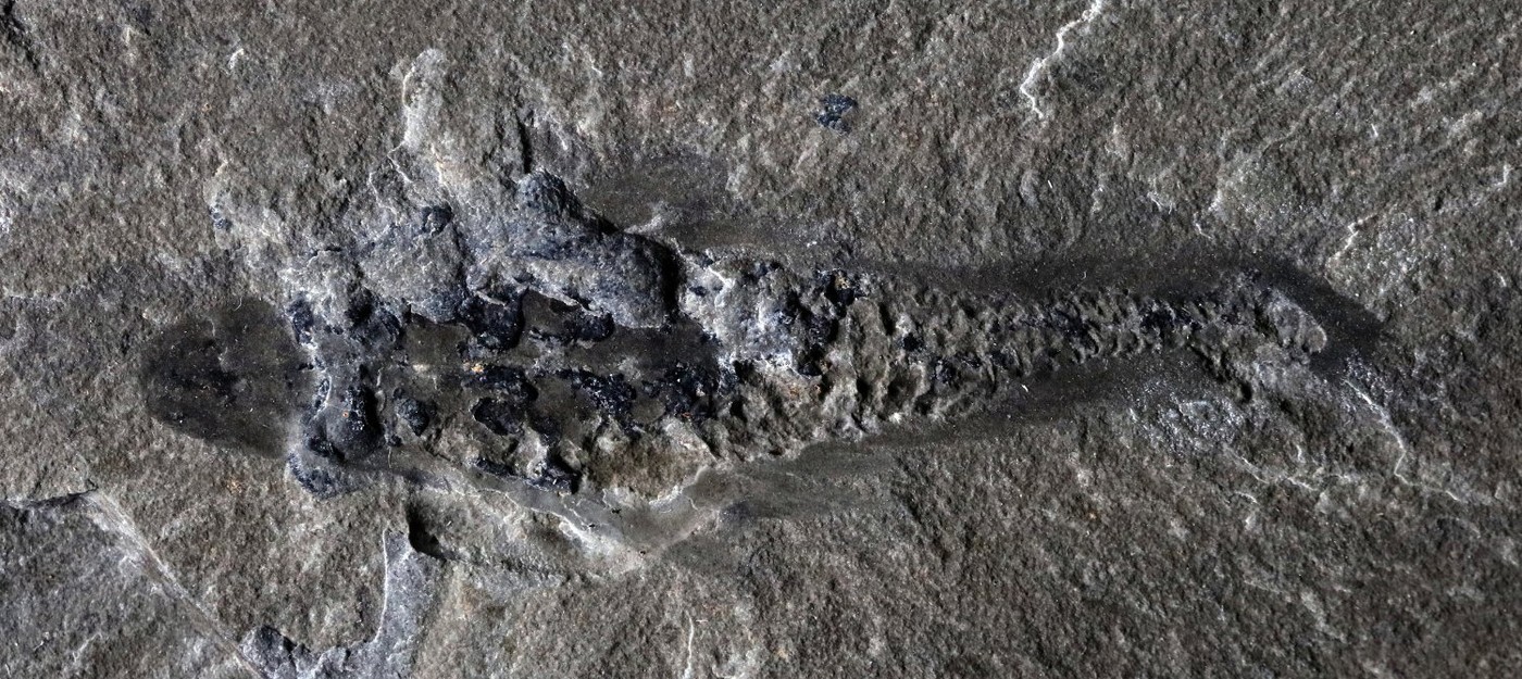 11 gadus veca meitene atrod 25 metrus garu “delfīna” fosilijas, kas peldējis dinozauru laikmetā.