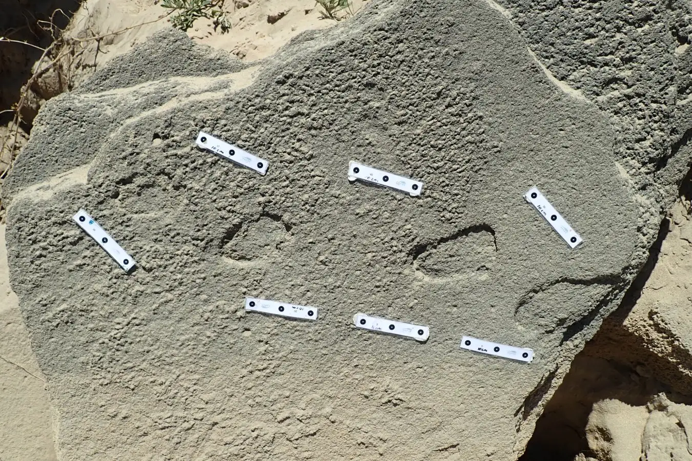 Zinātnieki atklājuši 78 000 gadu vecas neandertāliešu pēdas, kas stāsta par izdzīvošanu