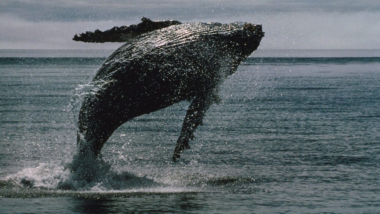 okeāna