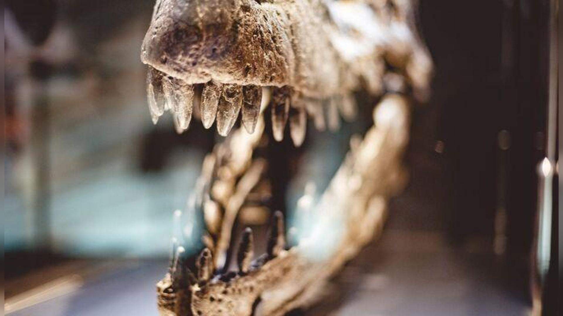 Atklājums Tatakoā: atrasts 13 miljonus gadu vecs reptilijas galvaskauss