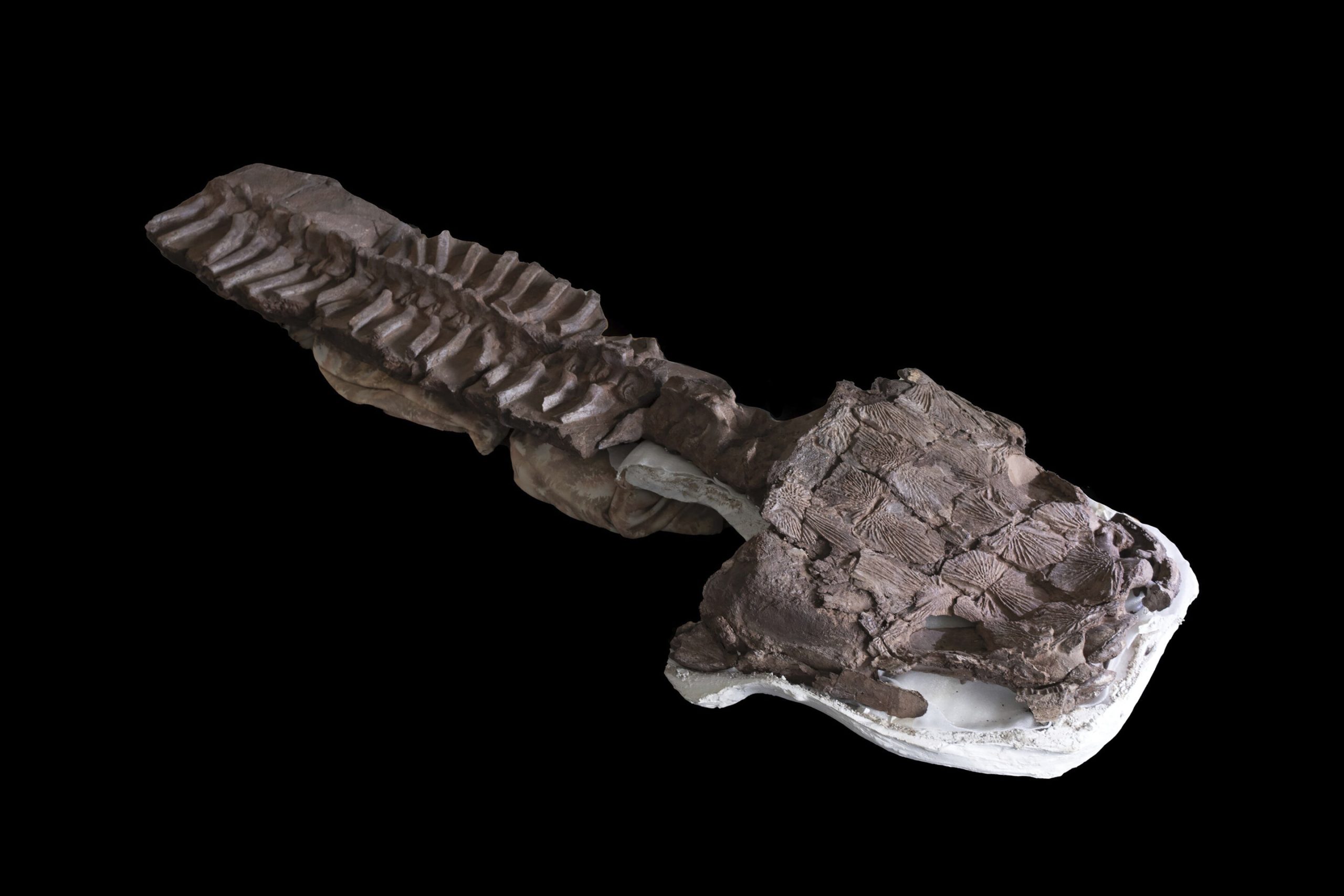 Ar saplacinātu galvu un milzīgiem zobiem: mēs atklājām gigantisku plēsēju, kas bija vecāks par dinozauriem.
