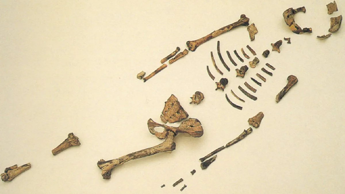 Slavenā hominīda Lūsi kauli pirmo reizi atstās Etiopiju un dosies uz Eiropu.