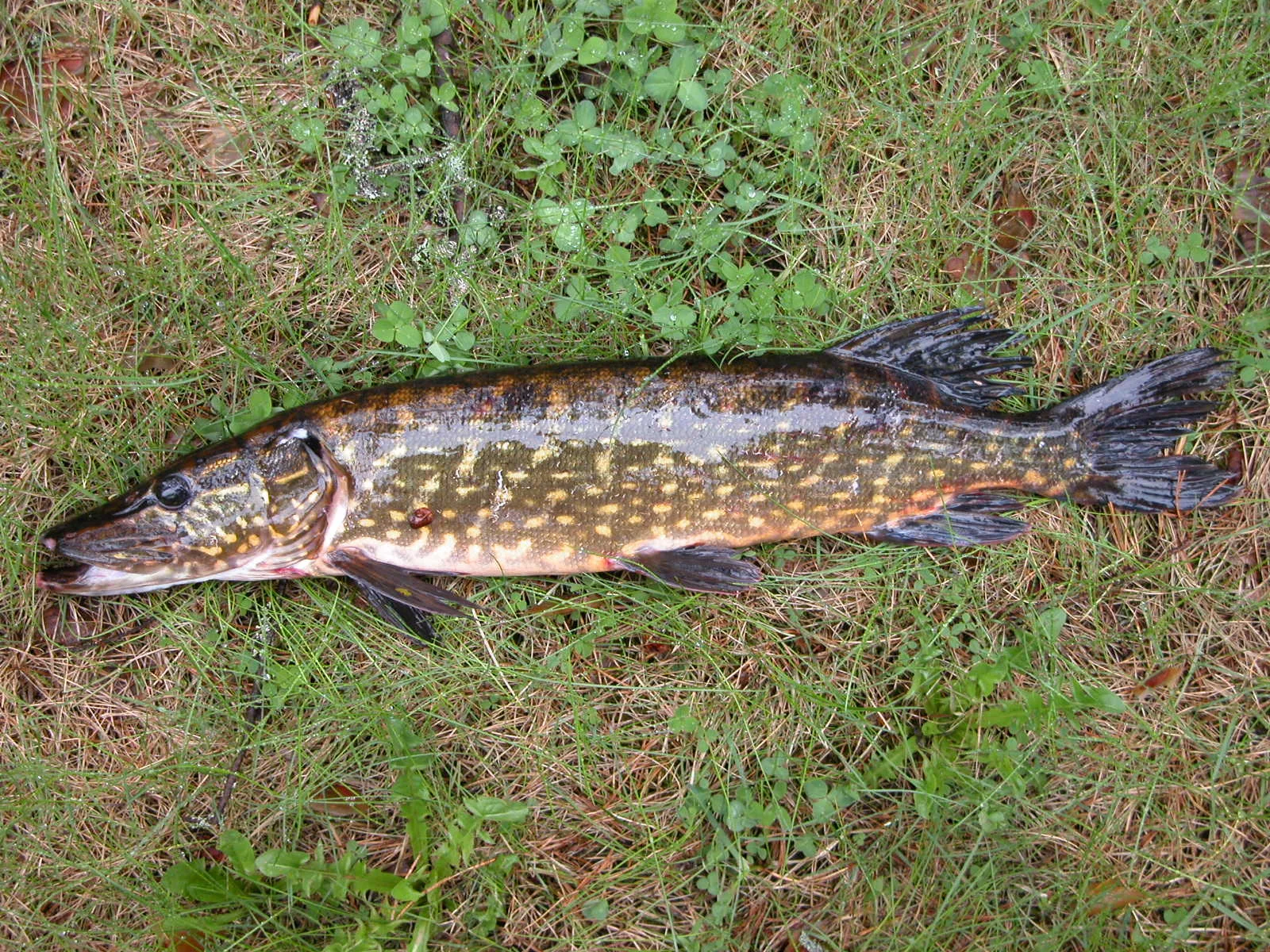 12 gadus vecs zvejnieks noķēra 5 kilogramu smagu līdaku, un tas, ko viņš atrada tās iekšienē, nav skats vājiem nerviem.