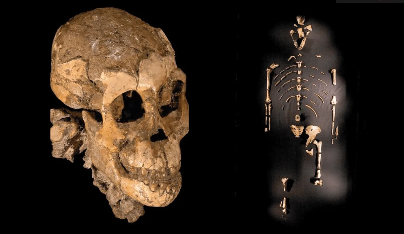 Slavenā hominīda Lūsi kauli pirmo reizi atstās Etiopiju un dosies uz Eiropu.