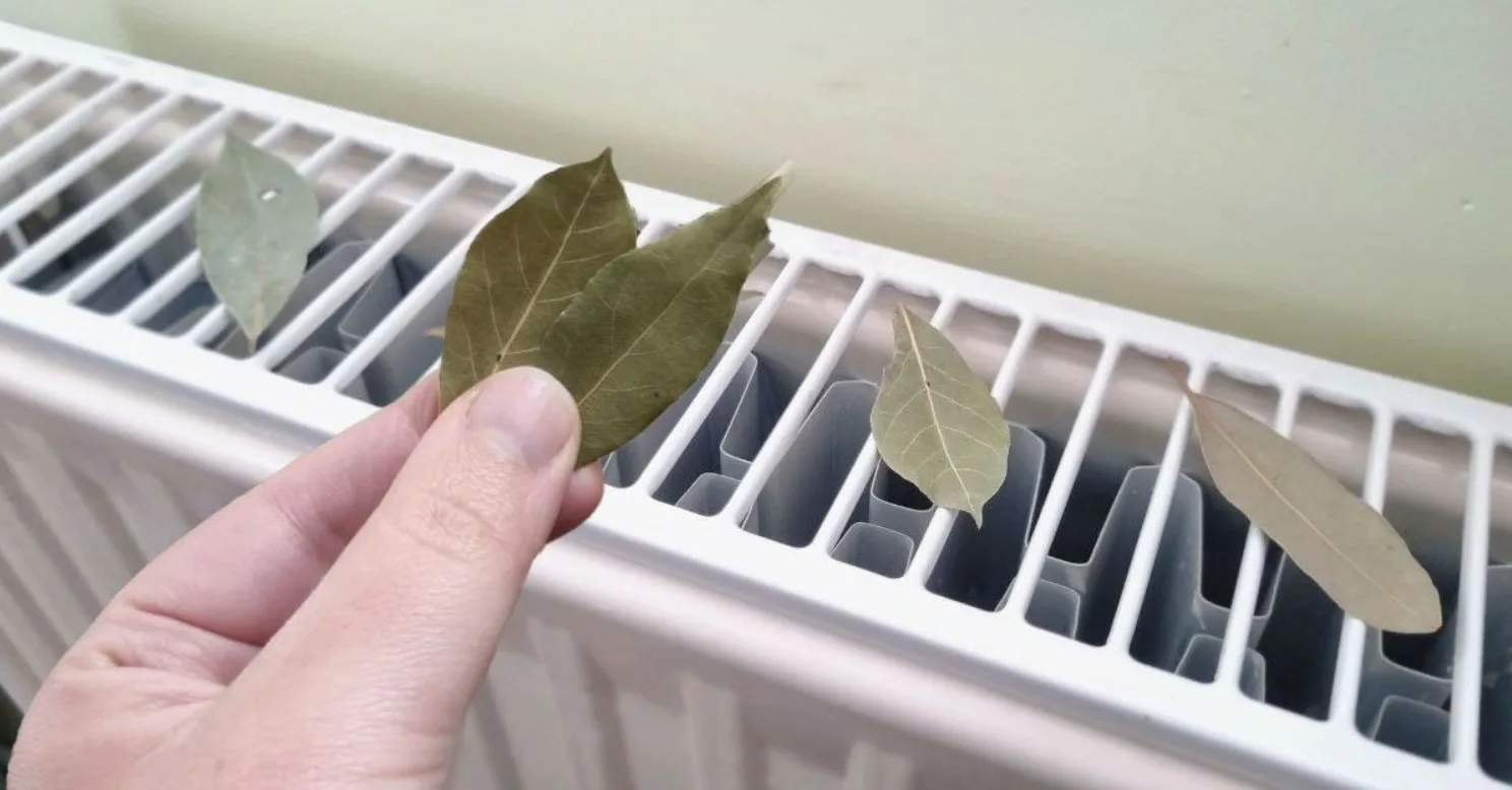 Kur novietot lauru lapu mājā, lai piesaistītu veiksmi un atbaidītu prusakus