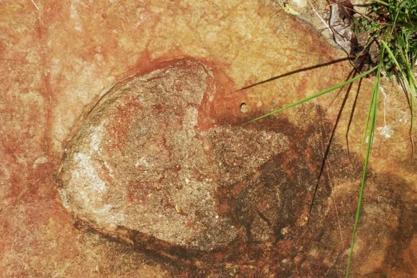 dinozauru