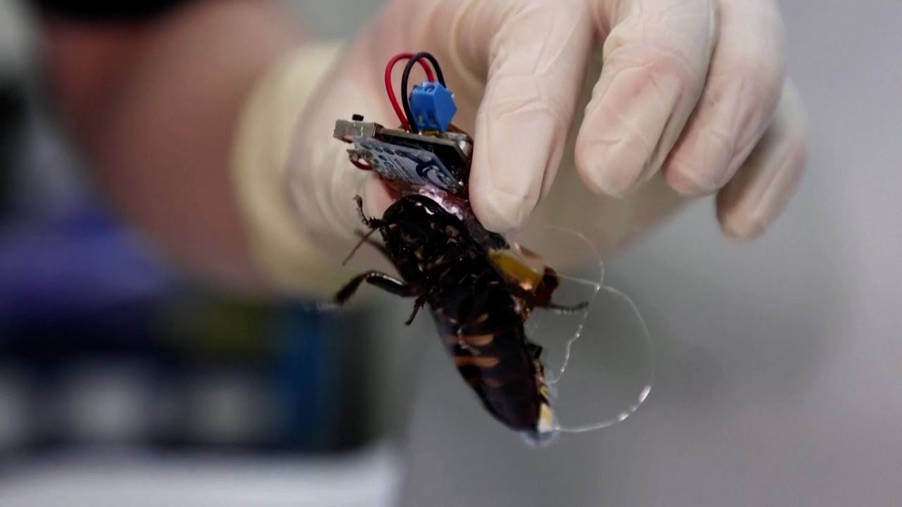 Ķīniešu zinātnieki rada kiborgu bites, implantējot to smadzenēs supervieglus kontrolierus: tās tiks izmantotas slepenās misijās un glābšanas operācijās.
