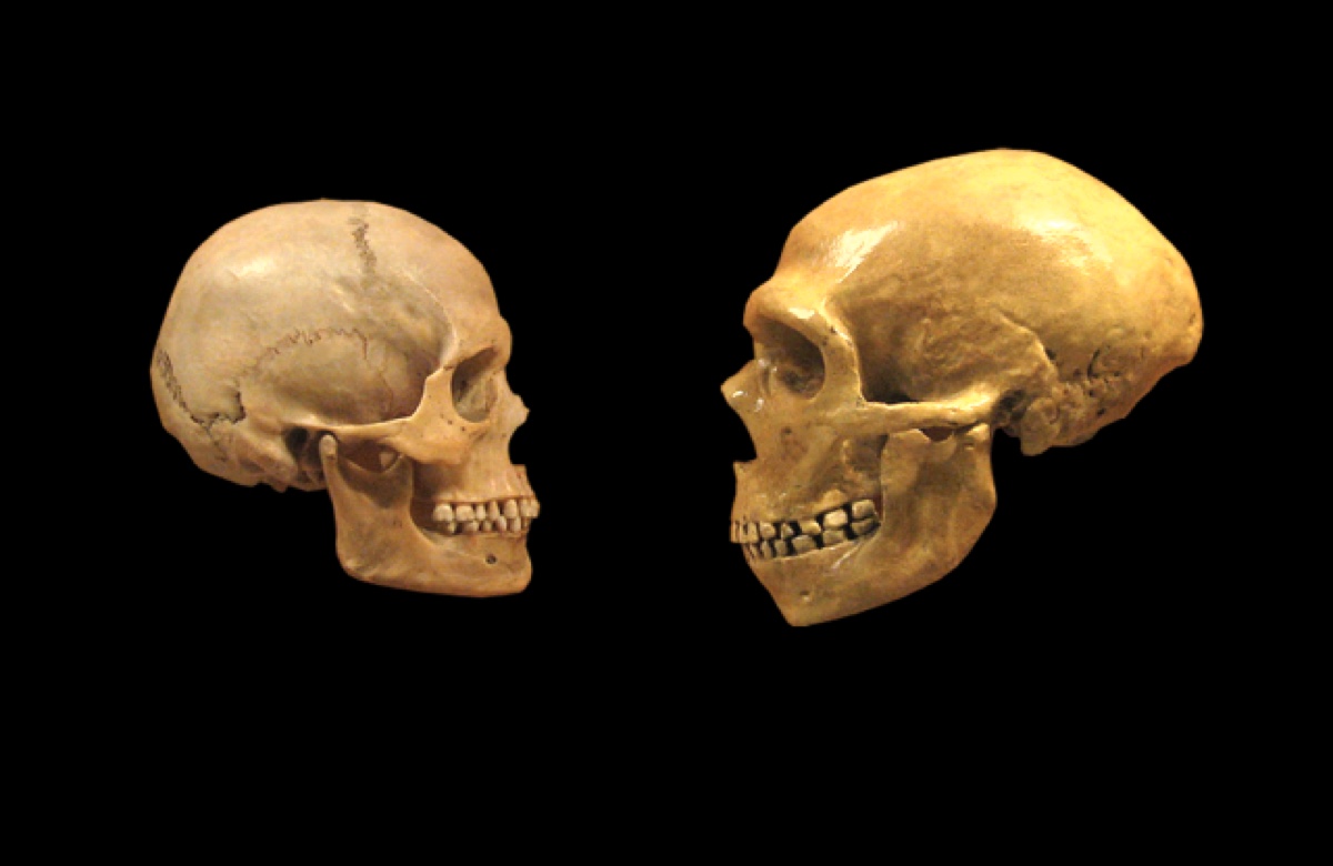 Senais galvaskauss, kas atrasts Izraēlā, atkal atklāj noslēpumu par Homo sapiens un neandertāliešu līdzāspastāvēšanu.