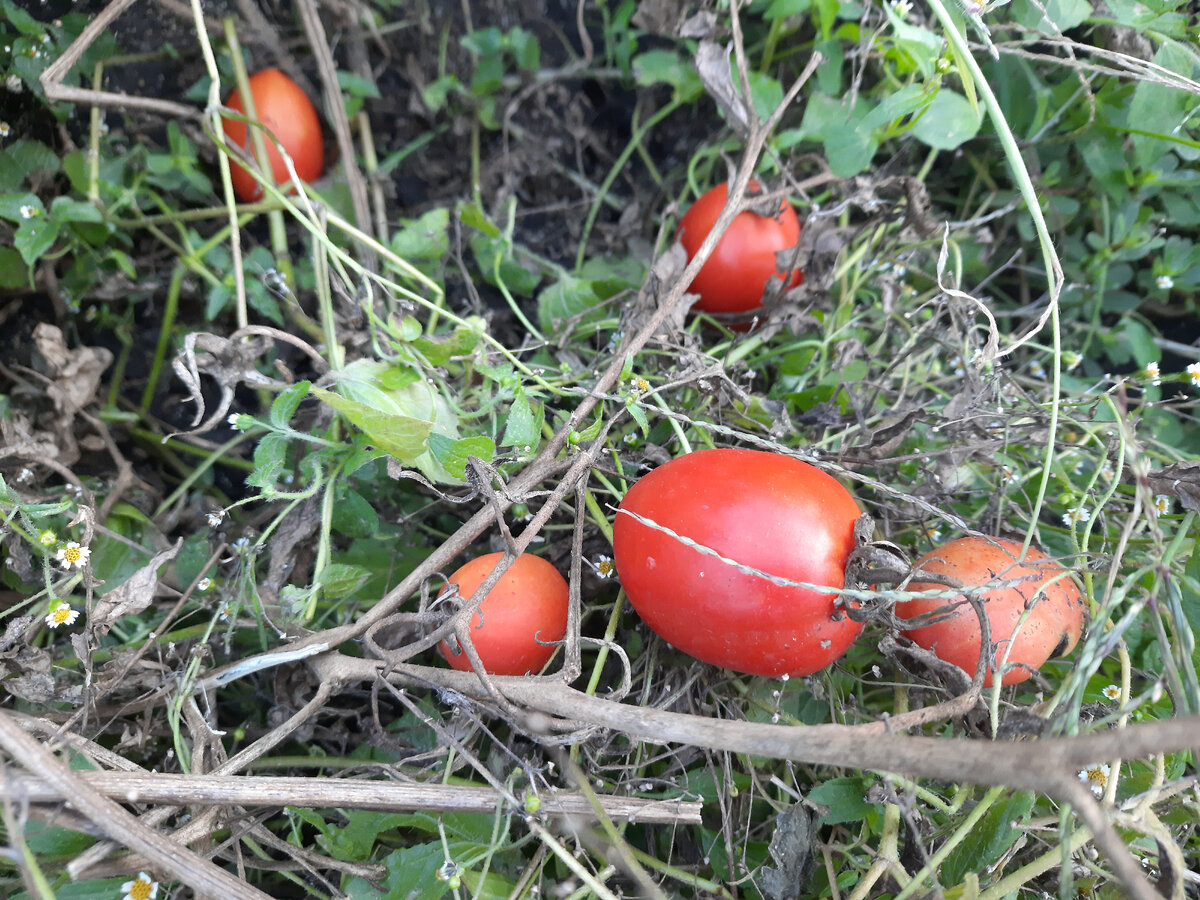 Zinātnieki ar pārsteigumu atklāja, ka tomāti Galapagu salās, šķiet, attīstās pretējā virzienā: tie atjauno sen zaudēto molekulāro aizsargu.