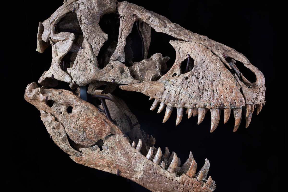 Atklājums Tatakoā: atrasts 13 miljonus gadu vecs reptilijas galvaskauss
