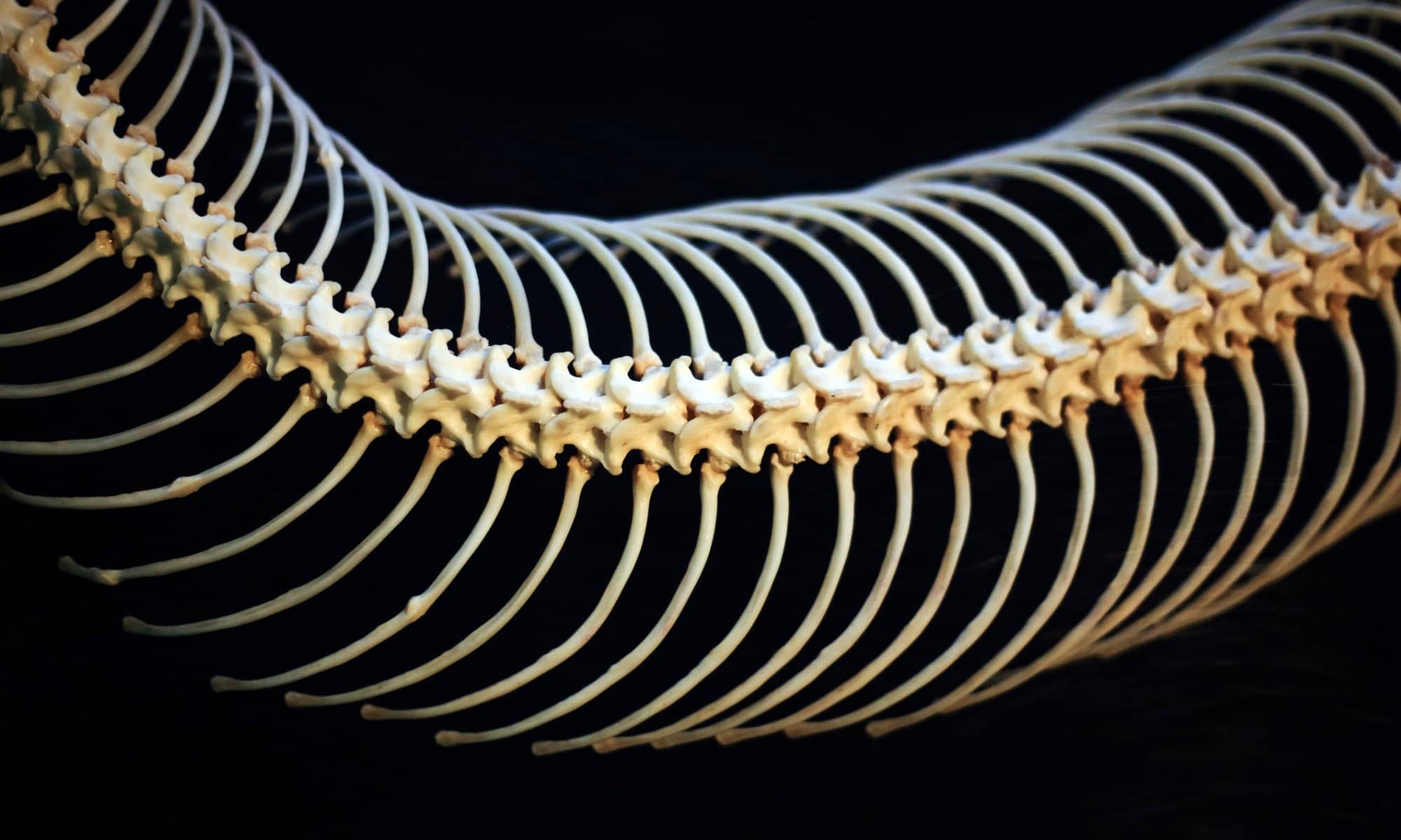Starptautiska bioloģu grupa ir atklājusi nezināmas šūnas pitoniem, kas liecina par to, ka tie viegli sagremot veselu skeletu.