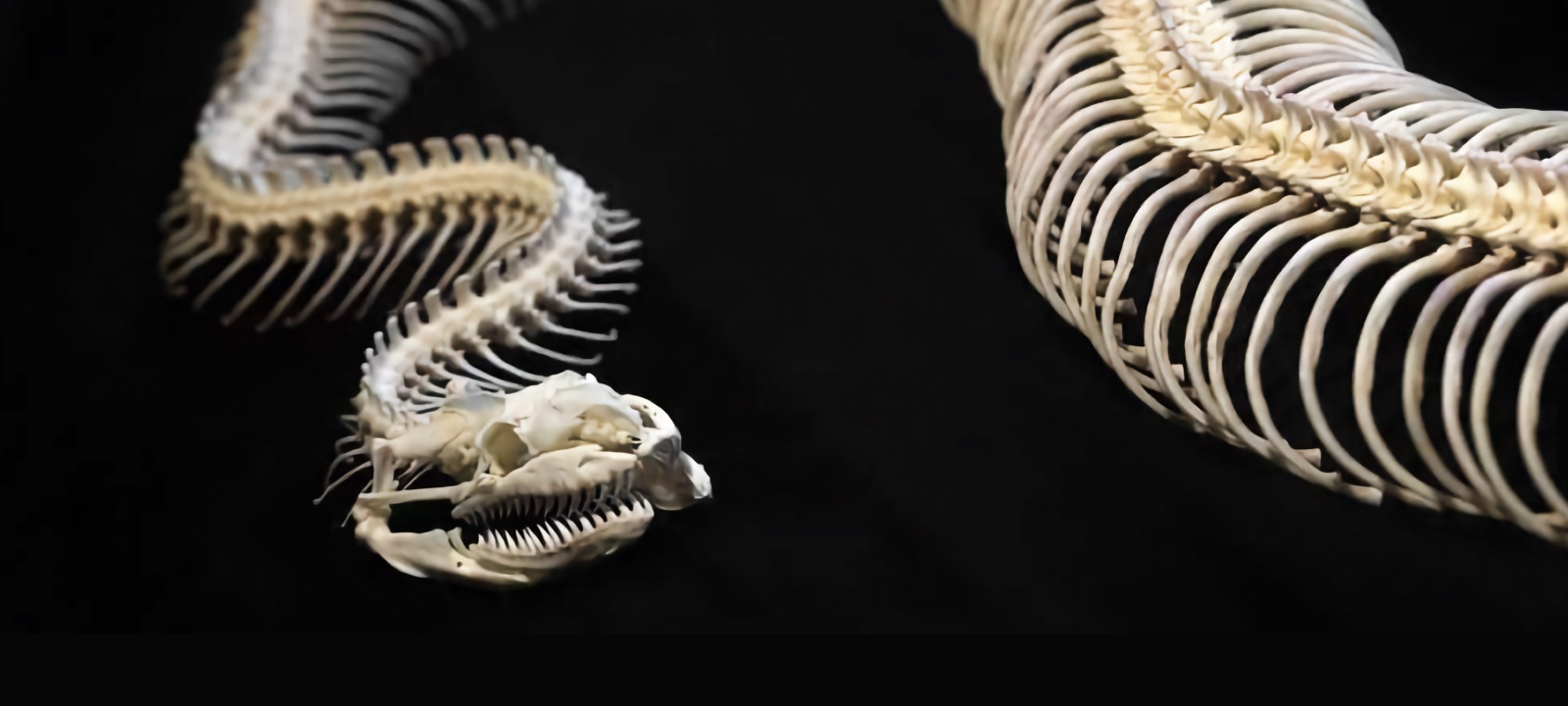 Starptautiska bioloģu grupa ir atklājusi nezināmas šūnas pitoniem, kas liecina par to, ka tie viegli sagremot veselu skeletu.