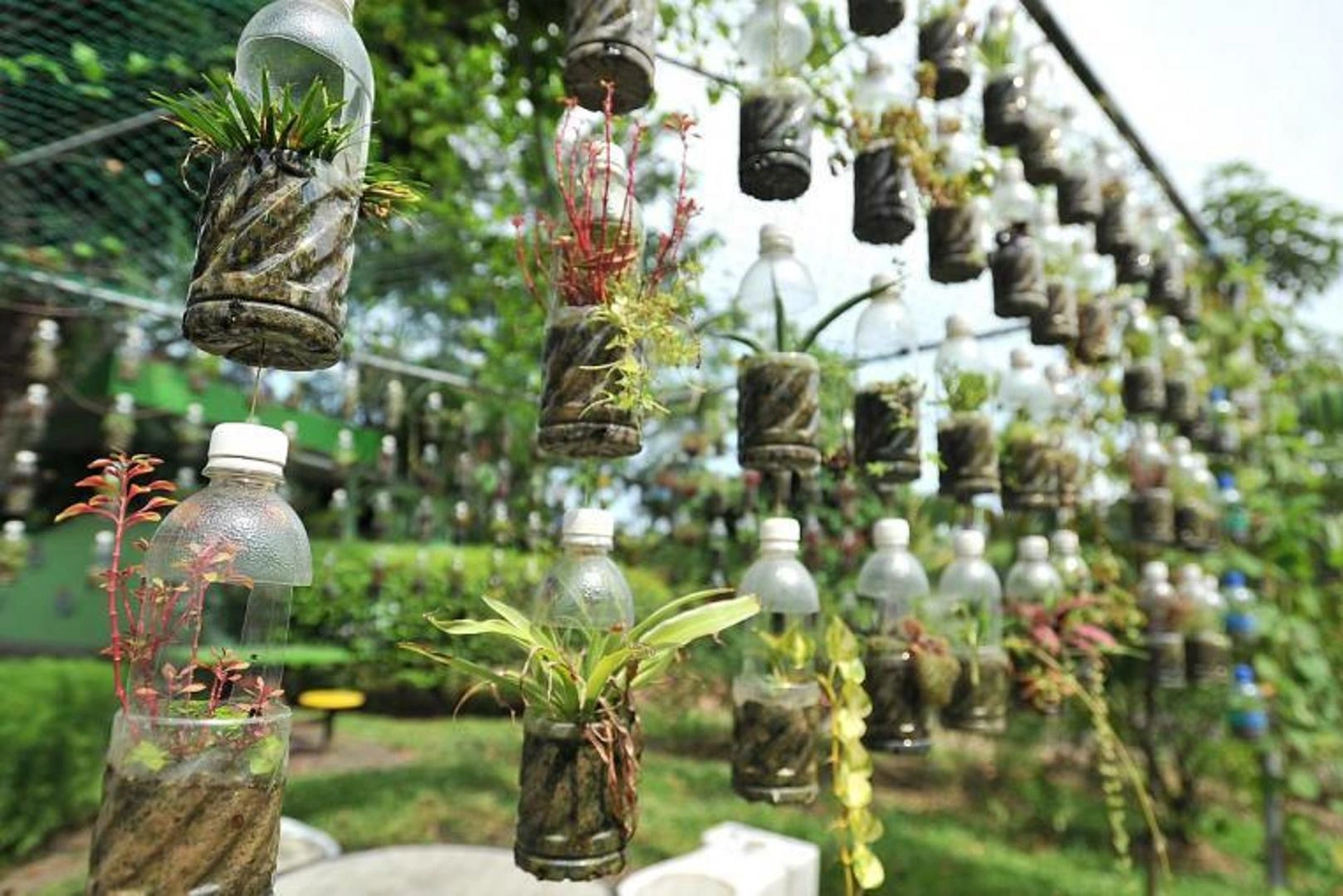 Plastmasas pudeles novietošana dārza augos: kāpēc tas ir ieteicams